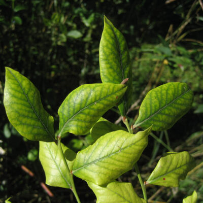Iron Chlorosis — Iron Chlorosis