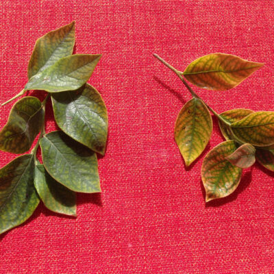 Iron Chlorosis — Iron Chlorosis