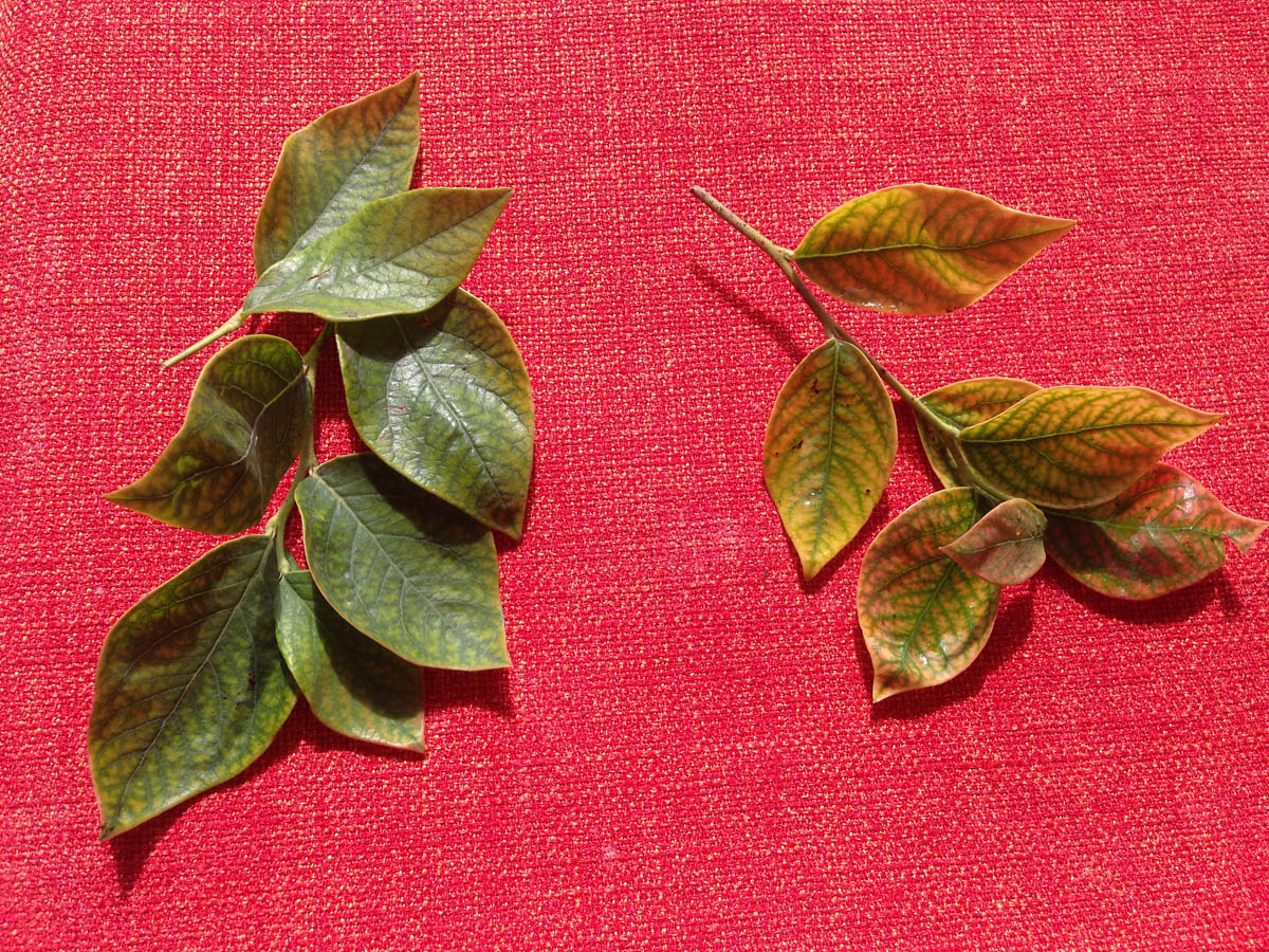 Iron Chlorosis