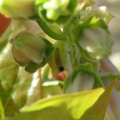 Leaf Feeding Caterpillar — Caterpillars – Leaf Feeding