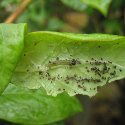 Leaf Feeding Caterpillar — Caterpillars – Leaf Feeding