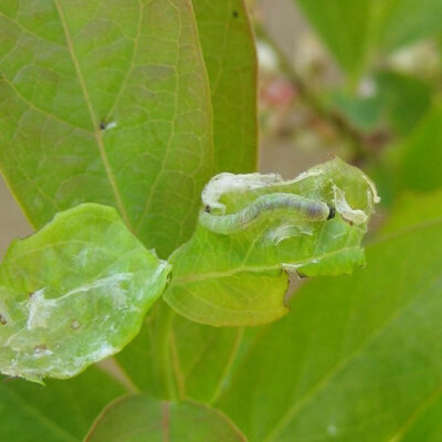 Leaf Feeding Caterpillar — Caterpillars – Leaf Feeding