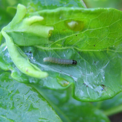 Leaf Feeding Caterpillar — Caterpillars – Leaf Feeding