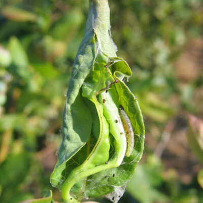 Leaf Feeding Caterpillar — Caterpillars – Leaf Feeding
