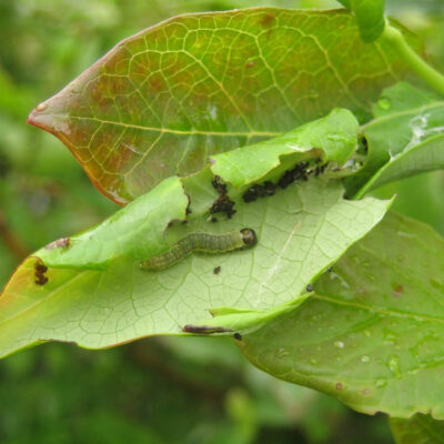 Leaf Feeding Caterpillar — Caterpillars – Leaf Feeding