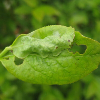 Leaf Feeding Caterpillar Damage — Caterpillars – Leaf Feeding