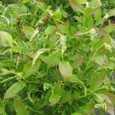 Leaf Feeding Caterpillar Damage — Caterpillars – Leaf Feeding