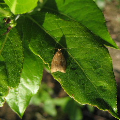 Leaf Feeding Caterpillar Moth — Caterpillars – Leaf Feeding