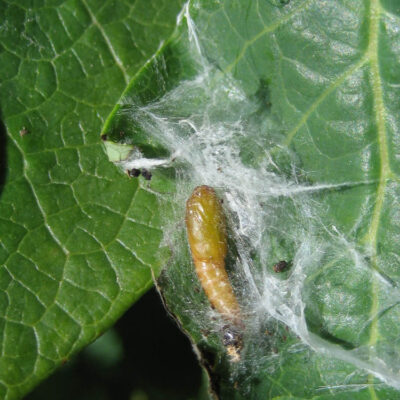 Leaf Feeding Caterpillar Pupa — Caterpillars – Leaf Feeding