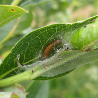 Leaf Feeding Caterpillar Pupa — Caterpillars – Leaf Feeding