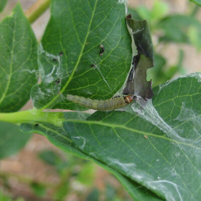 Leaf Feeding Caterpillar — Caterpillars – Leaf Feeding