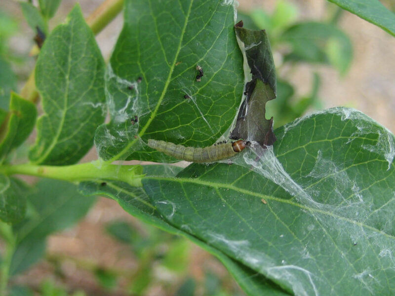 Caterpillars – Leaf Feeding