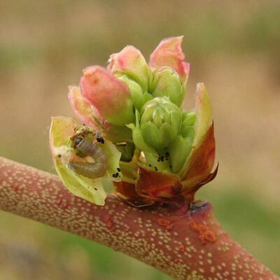 Leaf Feeding Caterpillar — Caterpillars – Leaf Feeding