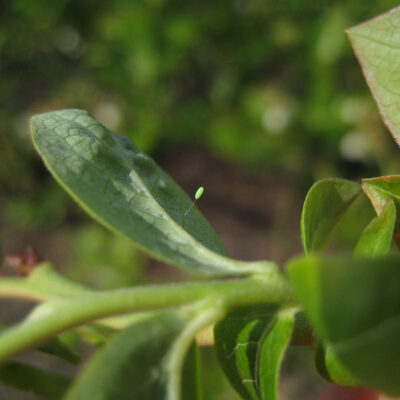 Lacewing Egg — Green and Brown Lacewings