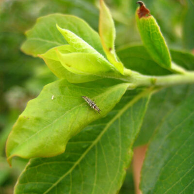 Lacewing Larva — Green and Brown Lacewings