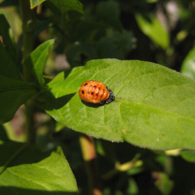 Ladybird Beetle Pupating — Ladybird Beetles