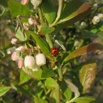 Ladybird Beetle Adult — Ladybird Beetles