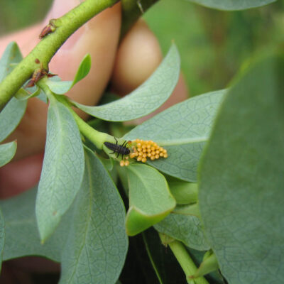 Ladybird Beetle Larva Eggs — Ladybird Beetles