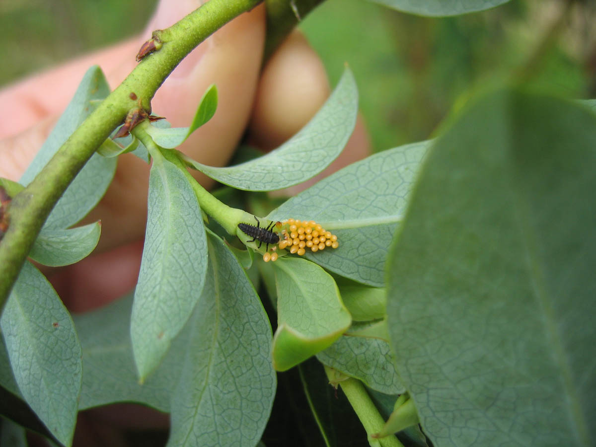 Ladybird Beetles