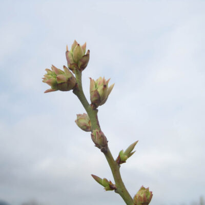 Late Green Tip — Late Green Tip