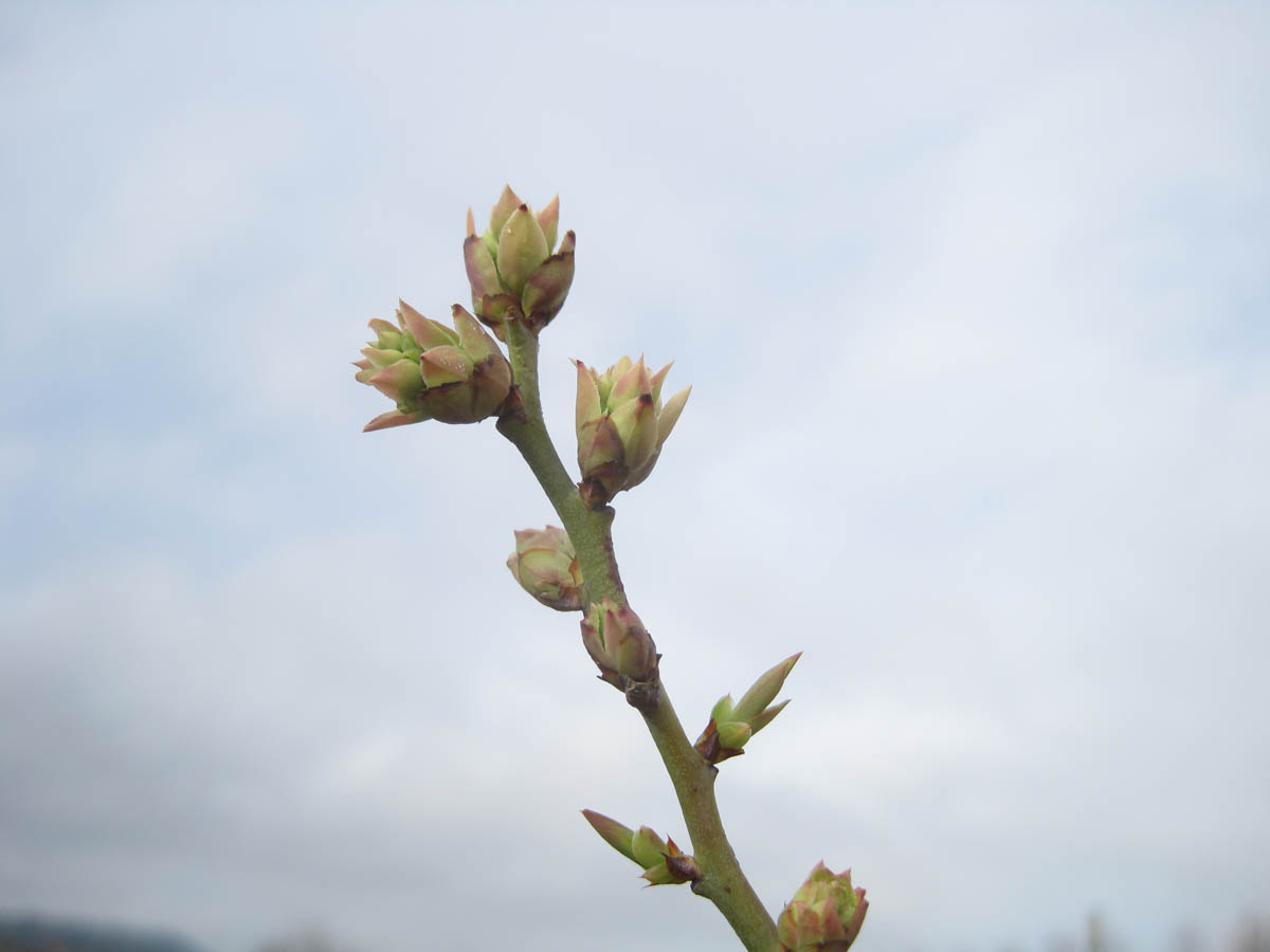Late Green Tip