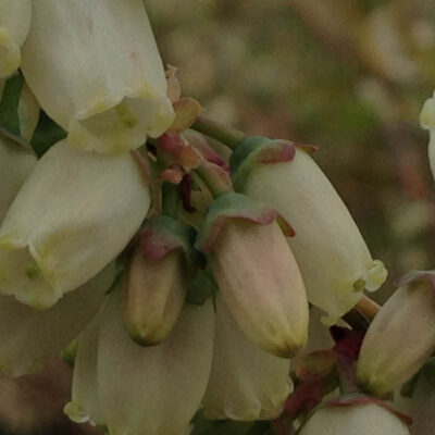 Late Pink Early Bloom — Early Bloom