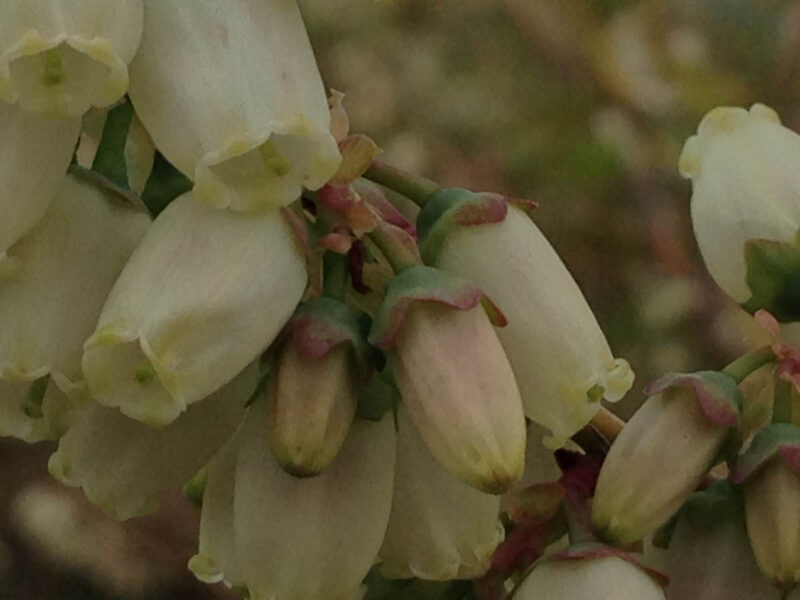 Early Bloom
