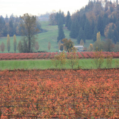 Leaf Drop — Leaf Drop