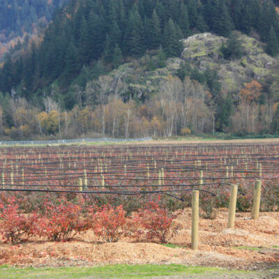 Leaf Drop — Leaf Drop
