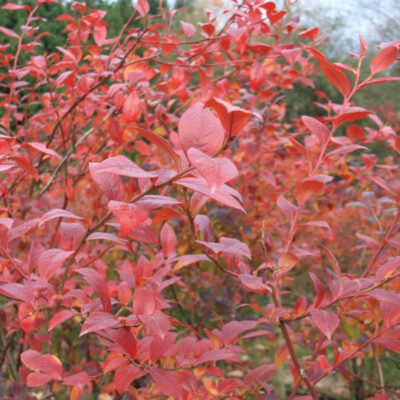 Leaf Drop — Leaf Drop