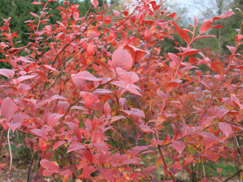 Leaf Drop