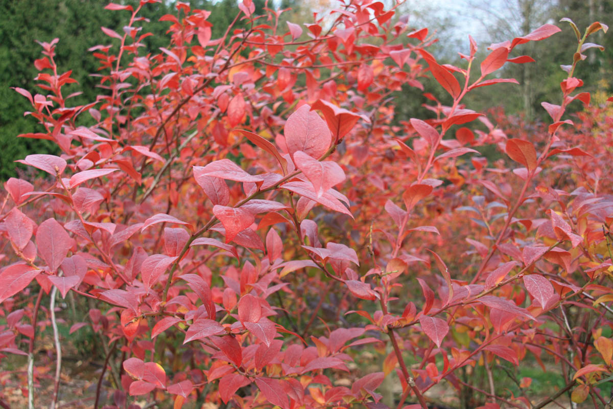Leaf Drop