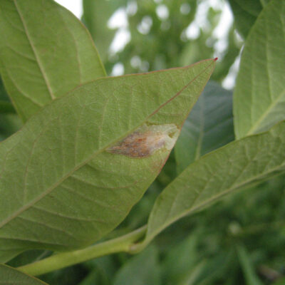 Tentiform Leafminer — Tentiform Leafminers