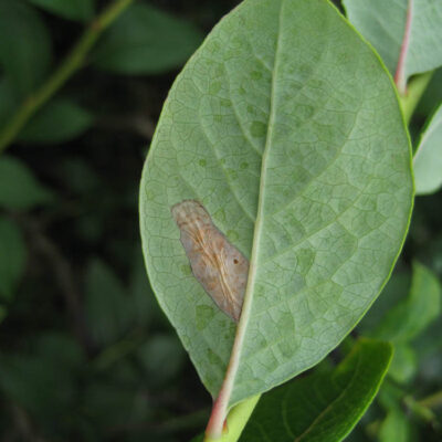 Tentiform Leafminer — Tentiform Leafminers