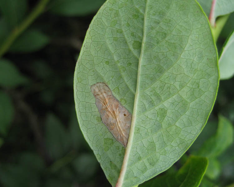 Tentiform Leafminers