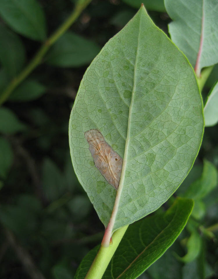 Tentiform Leafminers