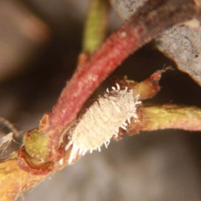 Mealybug — Scales & Mealybugs