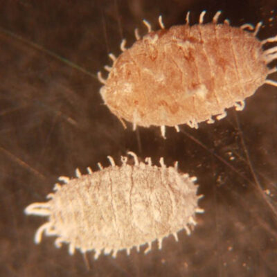 Mealybug — Scales & Mealybugs