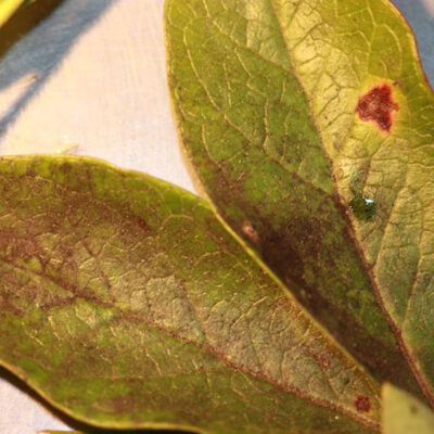 Mealybug Black Sooty Mould — Scales & Mealybugs