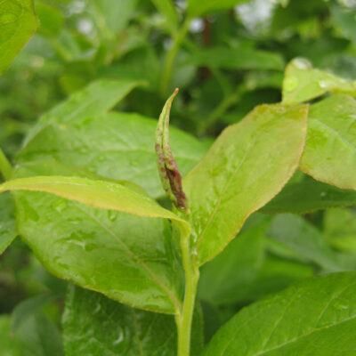 Midge Damage — Midge