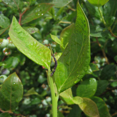Midge Damage — Midge