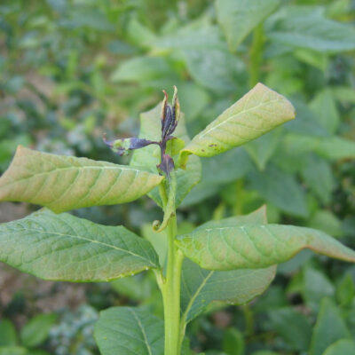 Midge Damage — Midge