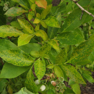 Blueberry Mosaic — Blueberry Mosaic