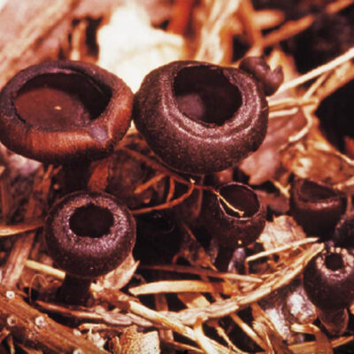Mummy Berry Aphotecia — Mummy Berry