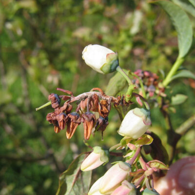 Mummy Berry Flower Infection — Mummy Berry