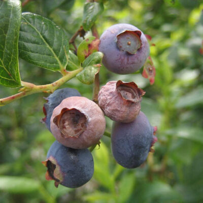 Mummy Berry Fruit Infection — Mummy Berry