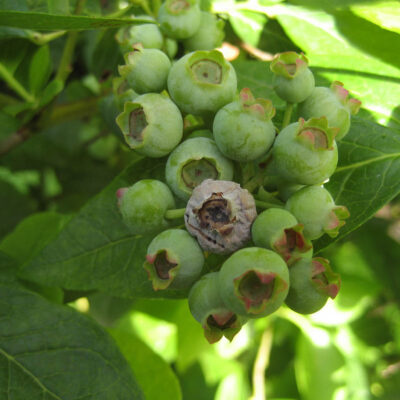 Mummy Fruit Infection — Mummy Berry