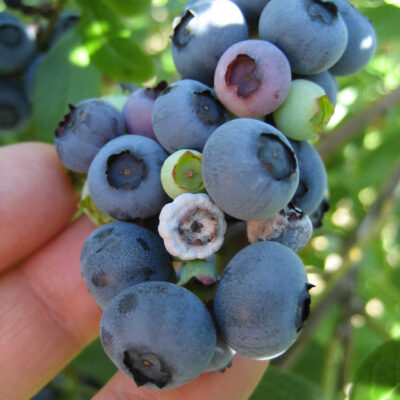Mummy Berry Fruit Infection — Mummy Berry