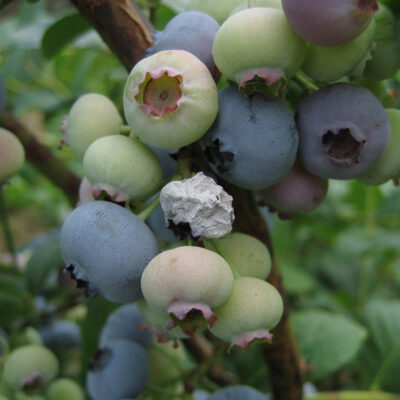 Mummy Berry Fruit Infection — Mummy Berry