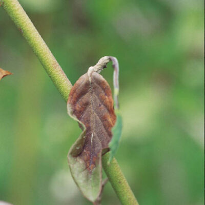 Mummy Berry Fruit Infected Leaf — Mummy Berry